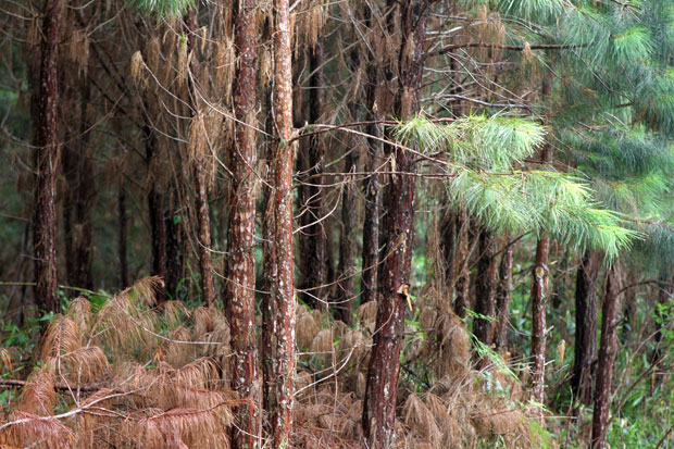 Árvore de Pinus na Fazenda Arraial. Exóticas atrapalham o equilíbrio ecológico. Crédito: Nani Gois