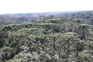 Floresta de Araucária, características na região e muito ameaçadas. Crédito: Nani Gois
