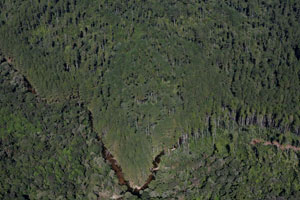 Pinus e vegetação nativa convivem lado a lado na Fazenda Arraial, em Morretes, Paraná. Crédito: Nani Gois
