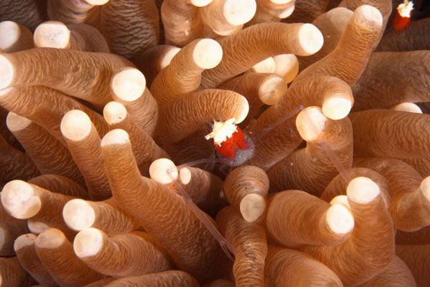 Heliofungia actiniformis: espécie que sustenta muitas outras, como uma conhecida como camarão pipoca Periclimenes kororensis (na foto em vermelho) e outras espécies de peixes que vivem nos tentáculos. Foto: Wolfgang Krutz.