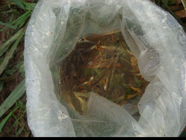 Alevinos eram transportados em sacolas plásticas como essa por traficantes (foto: divulgação)