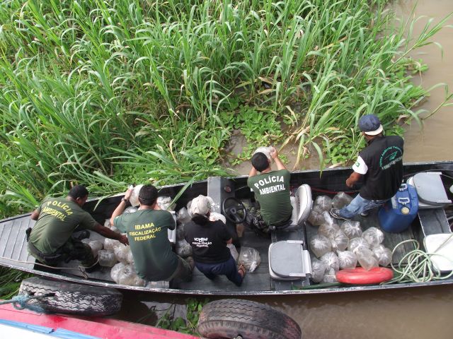 Polícia ambiental devolve filhotes de aruanã encontrados com traficantes (foto: divulgação)