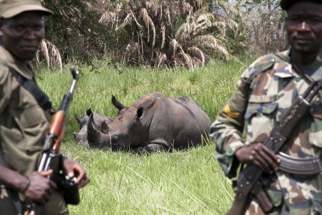 Rinocerontes brancos reintroduzidos na natureza são protegidos por guardas em parque em Uganda (foto: Haroldo Castro)