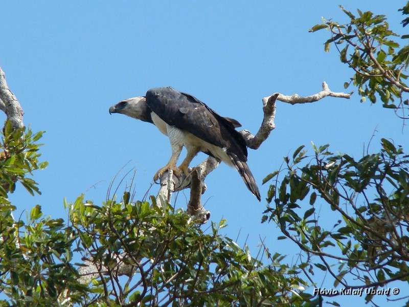A harpia fêmea encontrada no Pantanal; elas podem chegar a 90 cm e pesar 9kg (foto: Flávio Kulaif Ubaid)