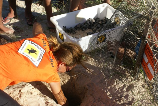 Rita mascarenhas auxiliando o nascimento das tartarugas (foto: divulgação/Ibama-PB)