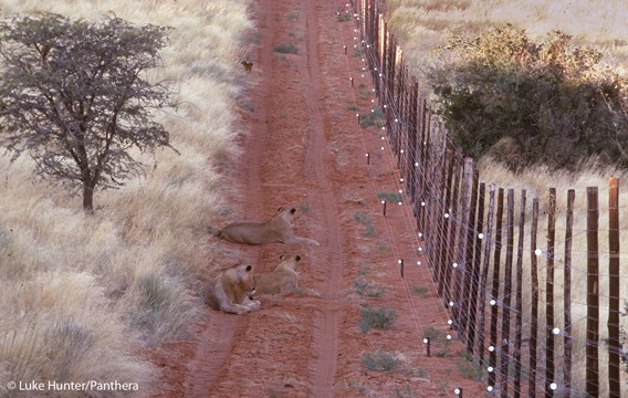 Reserva de Tswalu Kalahari, na África do Sul: cercas protegem leões da concorrência por presas e das retaliações dos pastores revoltados com ataques a animais de criação. Foto: Luke Hunter/Panthera.