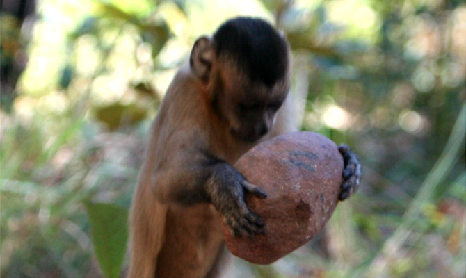 Macacos-pregos-amarelos usam pedras para martelar frutos do babaçu. Foto: B. Wright | Clique para ampliar.