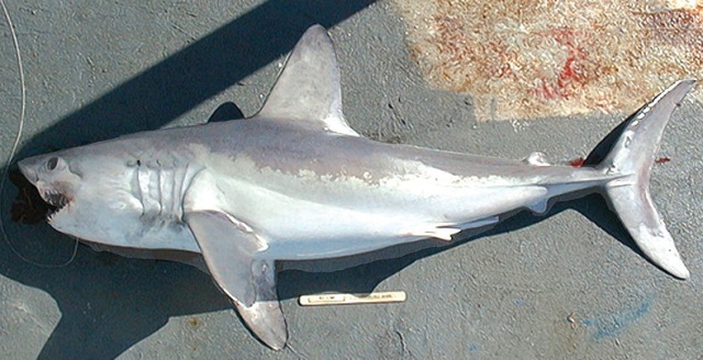 Tubarão-sardo (Lamna nasus), incluído no apêndice II da Cites. Foto: wikimédia.