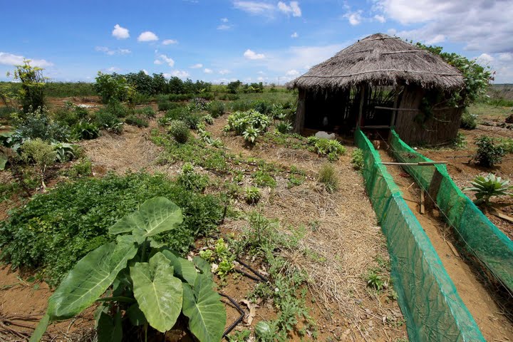 Sistema de cultivo ganhou uma passarela de galinhas até um terreiro, criação dos assentados. Foto: Martin D´Ávila/FBB