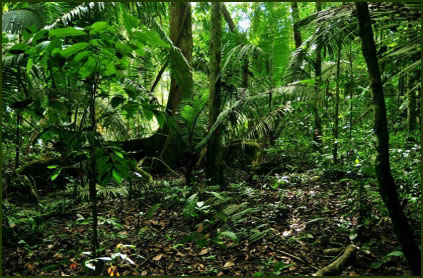 Porção de floresta na Amazônia. Foto: Divulgação Peugeot