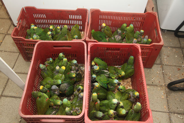 Operação do Cipoma e Ibama em Pernambuco apreendeu  papagaios-verdadeiro, papagaios-galego e maritacas somando 517 animais retirados das mãos dos traficantes. Foto: Assessoria de Comunicação/IBAMA-PE