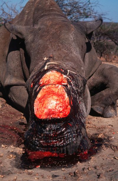 Rinoceronte-branco Rinoceronte-branco (Ceratotherium simum) morto por caçadores para retirada do chifre © Martin Harvey / WWF-Canon  