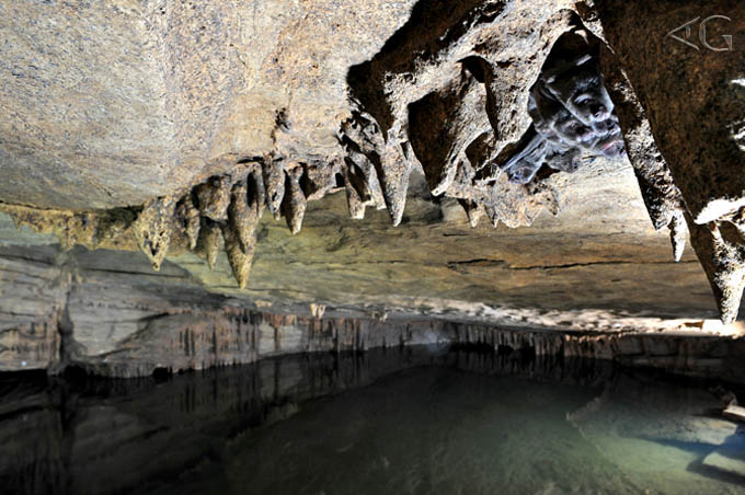 Morcegos se abrigam entre os poucos espeleotemas da gruta.