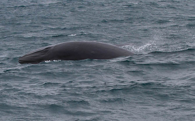 Uma Baleia de Bryde emerge com a boca cheia de água e peixes na costa leste de Ilhabela.