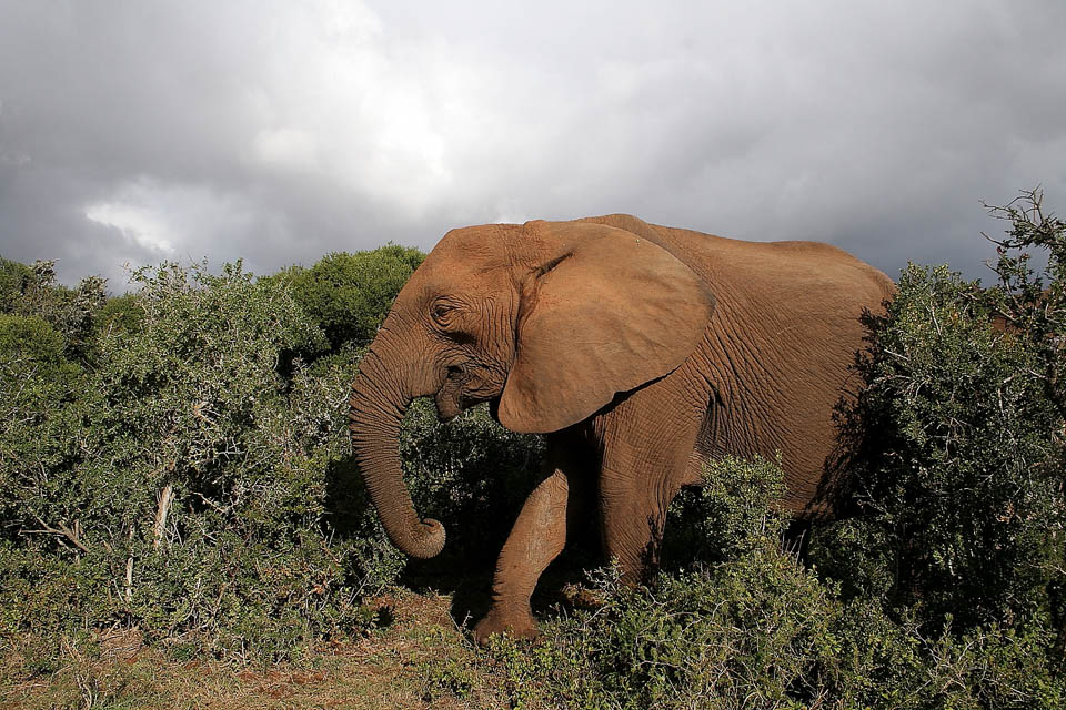 Um elefante sem presas no Parque Nacional Addo Elephant, África do Sul. Clique para ampliar. (Foto: Fabio Olmos)