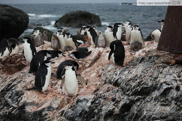 Ninho de pinguins-de-barbicha na Antártica. Foto: Liam Quinn/Flickr