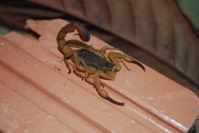 O escorpião-amarelo (Tityus serrulatus), conhecido por causar graves acidentes e mortes, habita o Sudeste do Brasil. Foto: CIT/RS