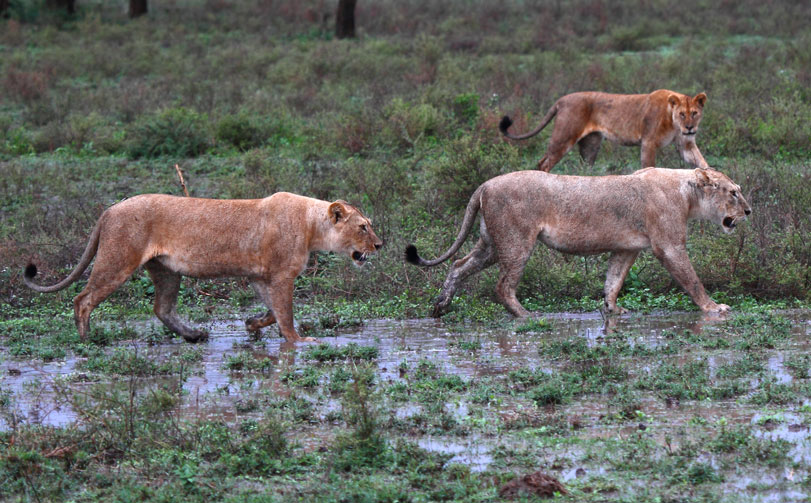 Um grupo de leoas ruma para um pântano da área de Ndutu, na Tanzânia, onde irão emboscar seu jantar.