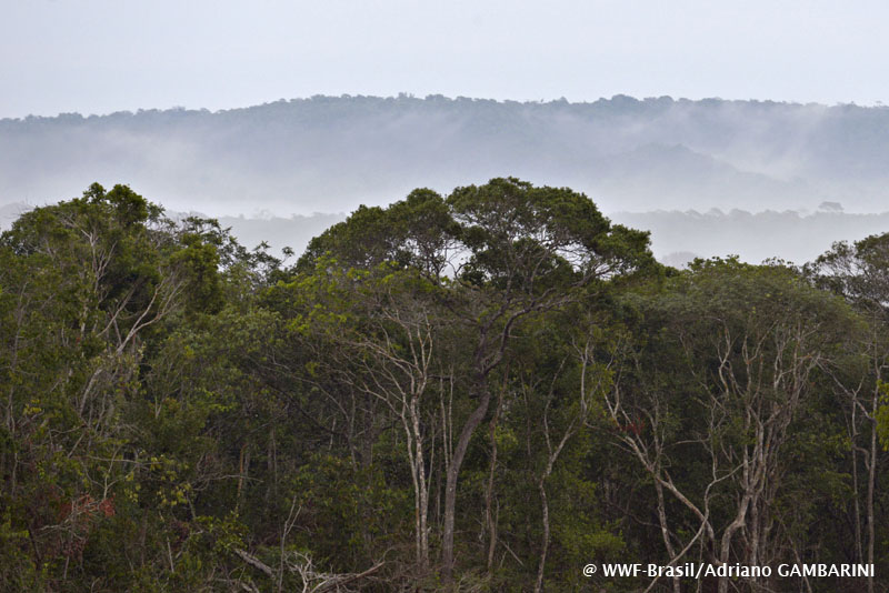 Névoa fina sobre um trecho da floresta ainda densa na região. Fotos: Adriano Gambarini