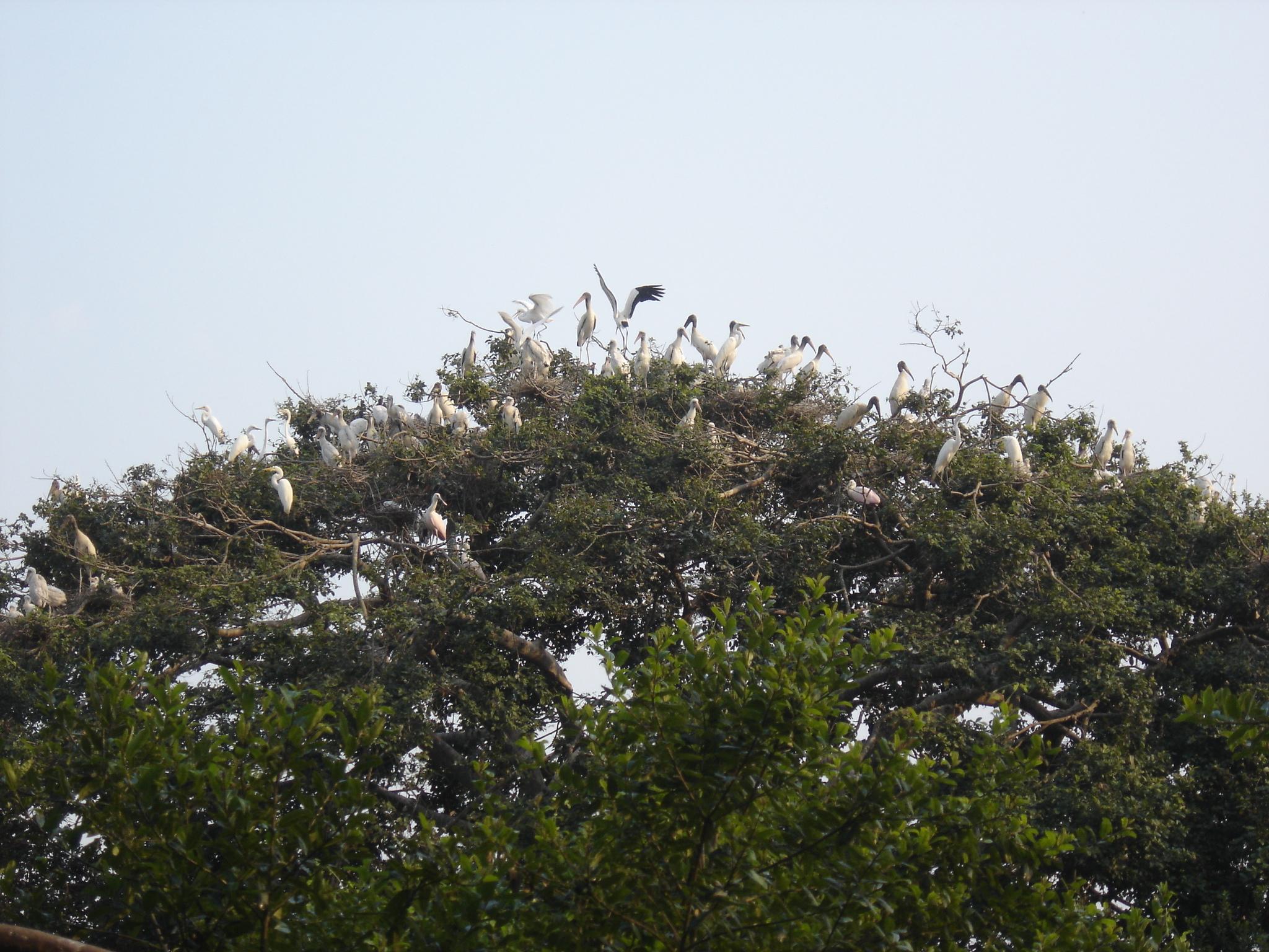 Cabeças-secas em ninhal no Pantanal mato-grossense (foto: Marcos Ferramosca)