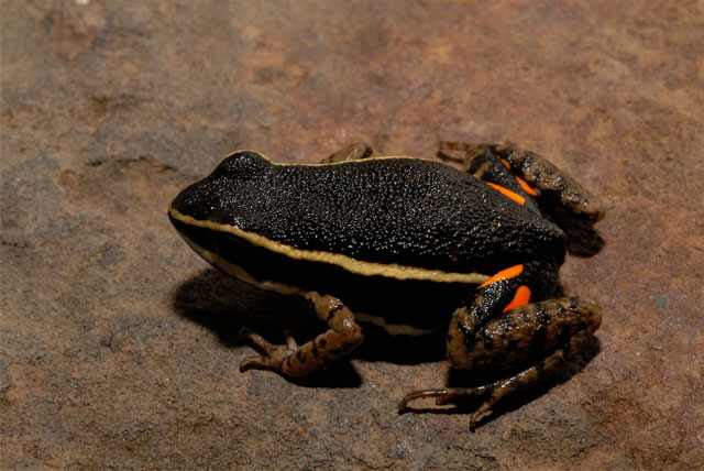 Ameerega berohoca também é um anfíbio endêmico do cerrado, mas é  encontrado em matas de galeria nas serras do Alto Rio Araguaia. Foto: Paula H. Valdujo