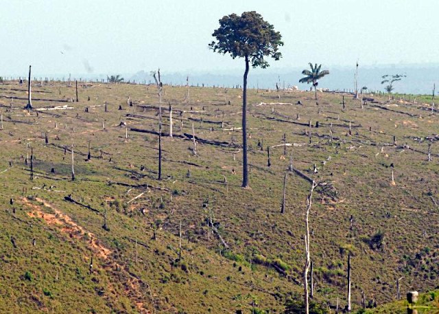 Área desmatada da Floresta Amazônica às margens da rodovia Transamazônica, em Anapu-PA. Foto: Antônio Cruz/ABr 