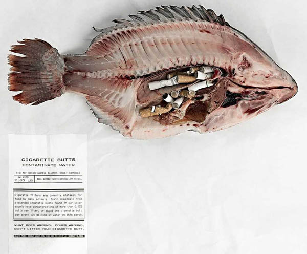 Foto do interior de uma tilápia com bitucas de cigarro em seu organismo, para a campanha da Organização NoButts.org  Crédito: Scott Harben