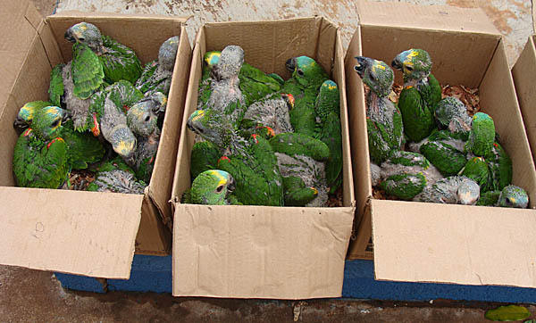 Papagaios apreendidos pela Polícia Militar de Mato Grosso do Sul. No caminho do tráfico, muitos morrem pelo transporte precário. (oto: PMA/MS)