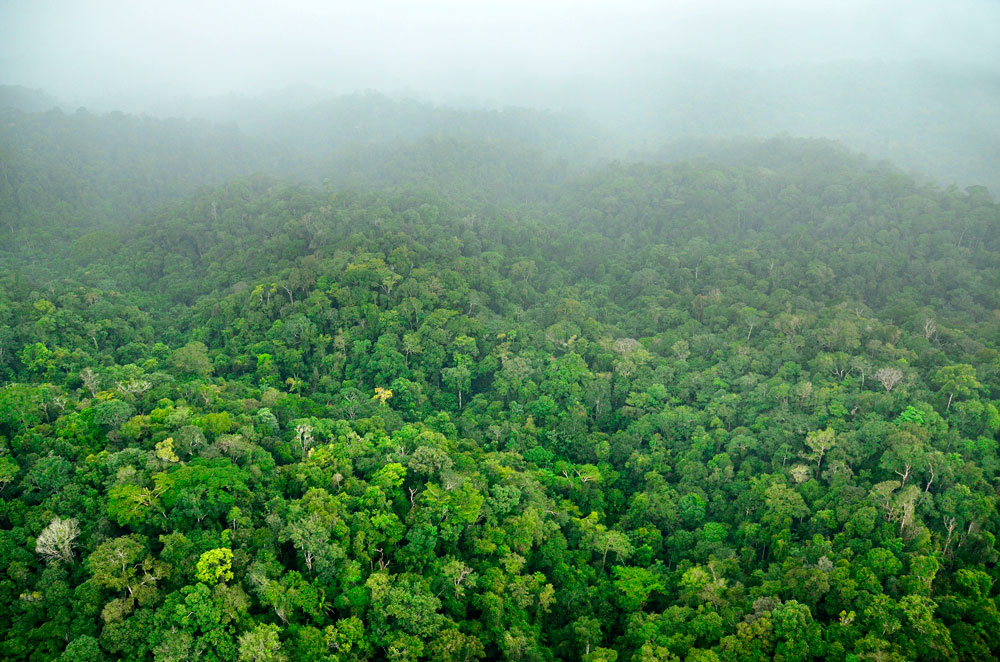 As extensas e intactas florestas do Sudeste do Suriname são muitas vezes cobertas por nuvens e são uma das áreas mais úmidas do país. As cabeceiras de rios encontradas aqui são uma importante fonte de água para mais de 50 mil pessoas. Estas florestas não são cortadas por estradas nem sofreram desmatamento. Crédito: Trond Larsen | Clique para ampliar.