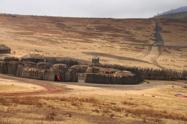 Muitos Masai ainda vivem em aldeias cercadas conforme as tradições. O gado também dorme dentro do cerco. Fotos: Marc Dourojeanni