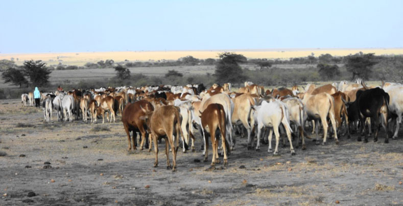O gado e os Masai viveram juntos por séculos. Porém, agora há gado demais e também outras espécies de animais domésticos.
