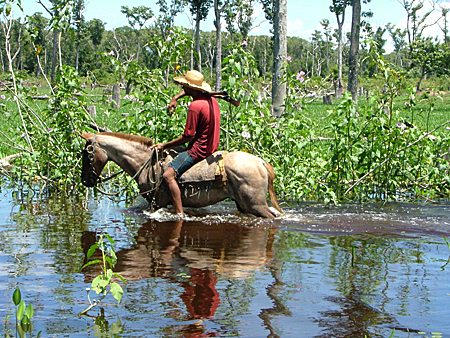Cavalos pastando no pantanal mato-grossense pocone mato grosso brasil