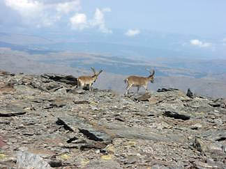 Cabras montesas macho perambulando pelas altitudes da Sierra Nevada. Foto: Ticiana Pontes
