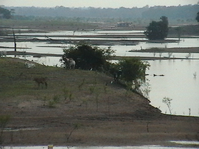  Em Manaquari,  afluentes do Solimões, a 80 Km de Manaus (foto Vandré Fonseca)