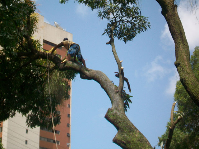 Trabalhadores com cordas, machados e motosserras mudaram a paisagem da superintendência do Ibama, no Recife. Foto: Rejane Ferreira