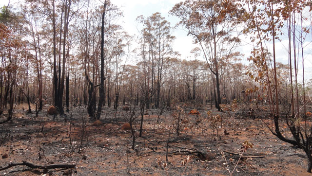No Brasil, em 2011, a área total de incêndios apenas em unidades de conservação federais foi de 300 mil hectares. Foto: Nathália Clark 