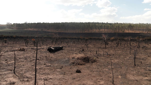 3 mil hectares da Floresta Nacional de Brasília foram arrasados por um incêndio com indícios de ter tido origem criminosa. Foto: Nathália Clark 