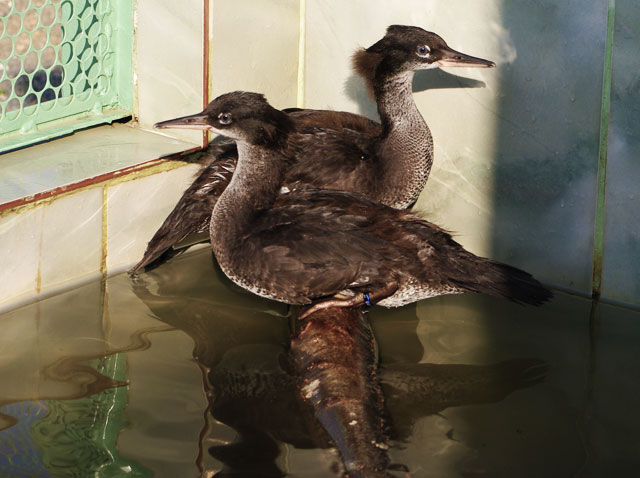 Dois filhotes sobrevivem em cativeiro e devem servir de matrizes para nascimento de mais patos-mergulhões. Foto: Letícia de Carvalho Dias