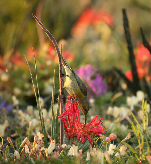  Nectariniideos, que ocupam o mesmo nicho de nossos beija-flores, preferem o néctar de flores onde eles podem docemente se empoleirar. Foto: Divulgação