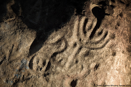 Os petróglifos no setor de Sucúa contém interpretações com formas animais com detalhes relacionados à plantas e humanos. Crédito: Rubén Ramírez, Finding Species