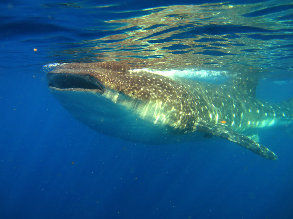  Fotos:O tubarão-baleia é a maior espécie do grupo, mas se alimenta de plânton e pequenos peixes. Foto: Fabio Olmos | Clique para ampliar