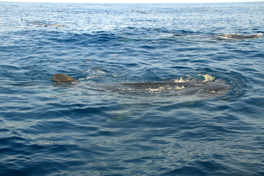 Tubarões-baleia nadam na superfície, filtrando os ovos de bonitos-pintados que flutuam. Foto: Fabio Olmos | Clique para ampliar