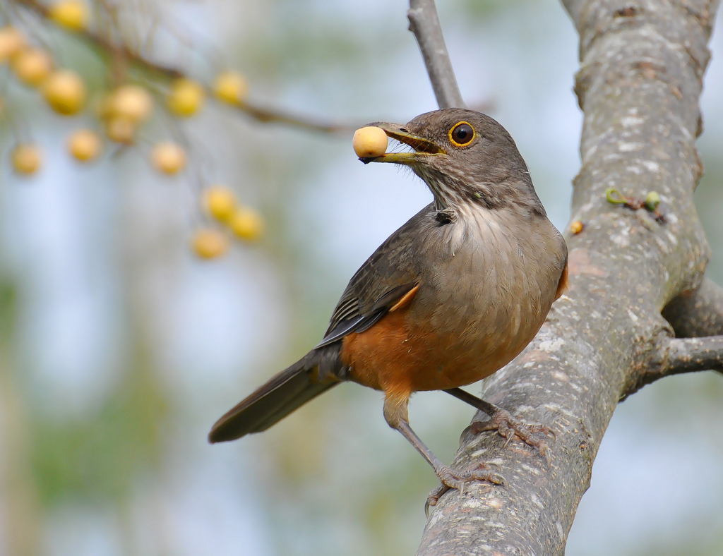 O canto do sabiá-laranjeira é lindo. Mas há quem prefira vê-lo assim, com a boca cheia para ficar quieto. Foto: Cláudio Timm/Flickr