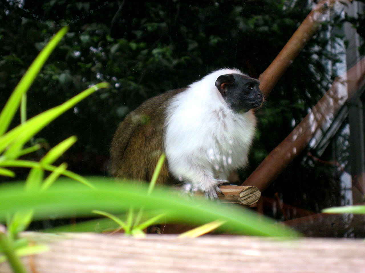 Sauim-de-coleira ([i]Sanginus bicolor[/i]) no zoológico de São Francisco. Foto: Seglea / Wikimedia Commons