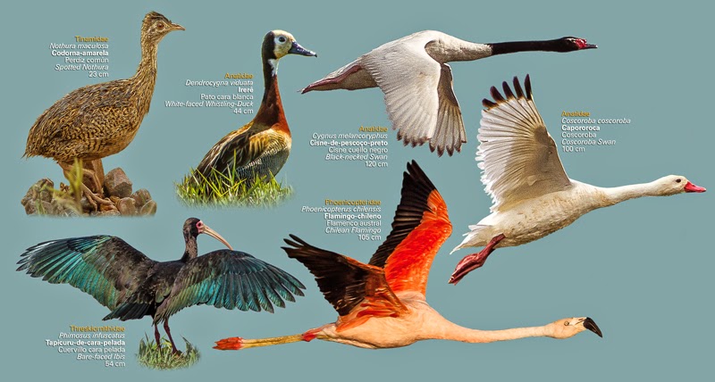 Biodiversidade no céu: aves típicas do Pampa no pôspter de Renato Rizzaro.Foto: ave!brasil.