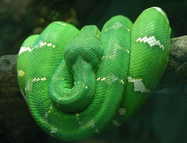 Aprenda sobre as cobras de Manaus - ((o))eco