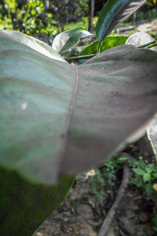 Folha com uma camada preta de pó de ferro. As árvores e plantas ao redor do polo de ferro gusa ficam todas cobertas por esta fina poeira preta. Foto: Fabíola Ortiz/O Eco
