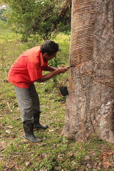 O trabalho dos seringueiros sustenta as familias que vivem na Reserva. Foto: Nanda Melonio/WWF-Brasil. 