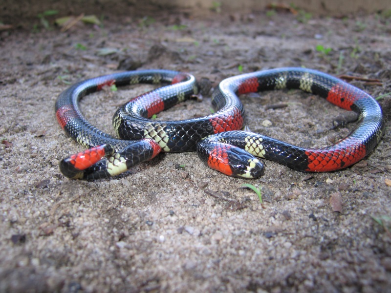 O nome potyguara homenageia os índios Potiguares que habitavam em grande número a região onde a serpente foi descoberta. Foto: Claudio Sampaio/Divulgação.