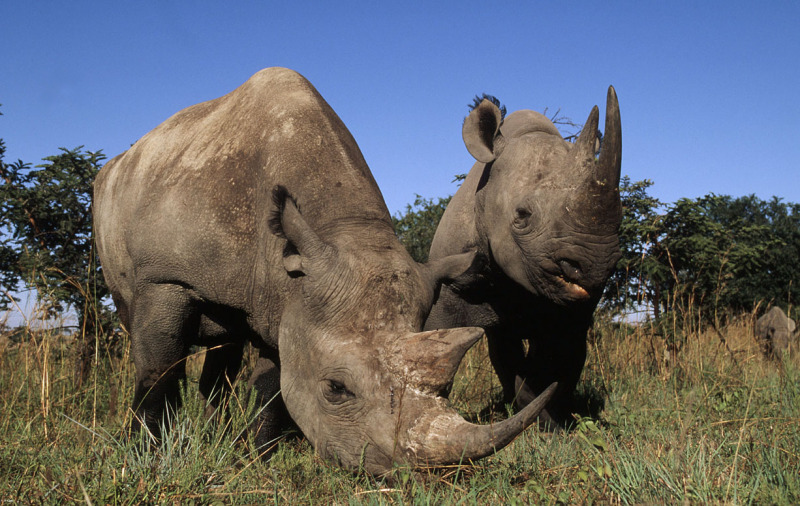 Medidas podem ajudar a reduzir a morte de rinocerontes-negros da África do Sul, vítimas da caçadores que buscam os chifres do animal. Crédito: © Martin Harvey / WWF-Canon.